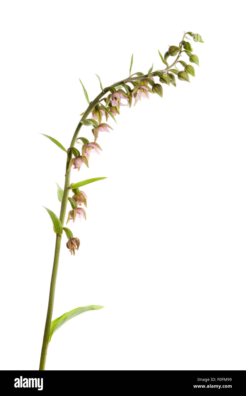 Cephalanthère à larges feuilles (Epipactis helleborine) en fleur, Fliess, Naturpark Kaunergrat, Tyrol, Autriche, Juillet 2008 Banque D'Images