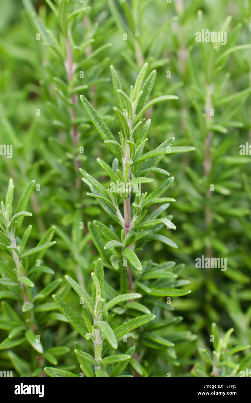 Gorizia romarin (Rosmarinus officinalis) Banque D'Images