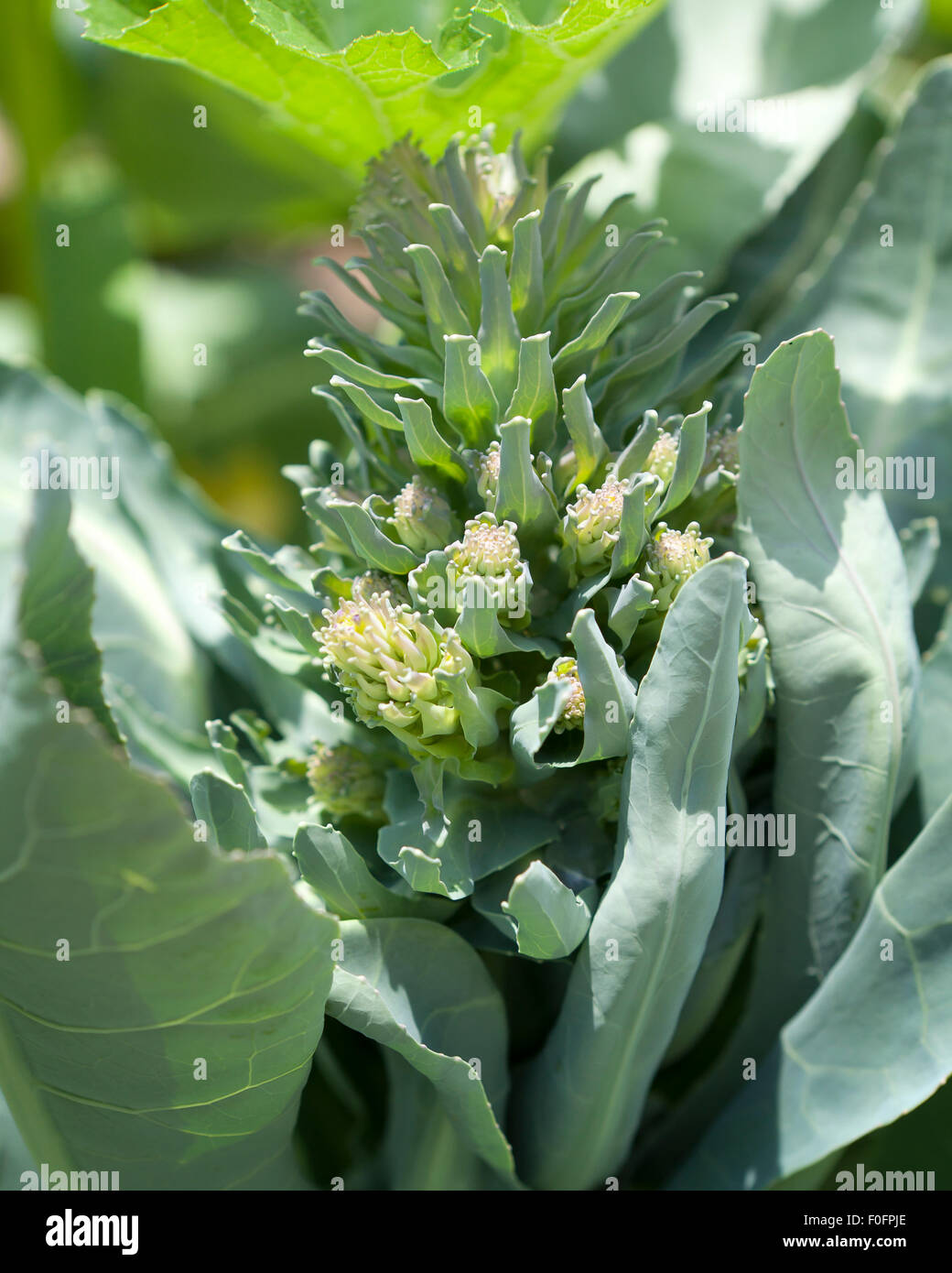 Romanesco Brocoli (Brassica oleracea) Banque D'Images