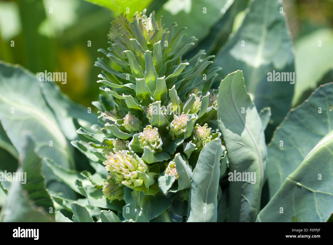 Romanesco Brocoli (Brassica oleracea) Banque D'Images