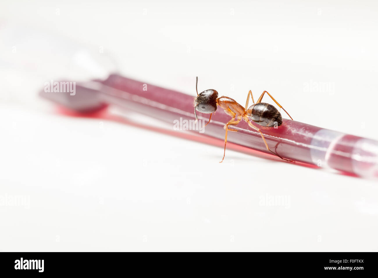 Red ant formica rufa s'asseoir sur une sauce cuberdons de pentecôte pipette Banque D'Images