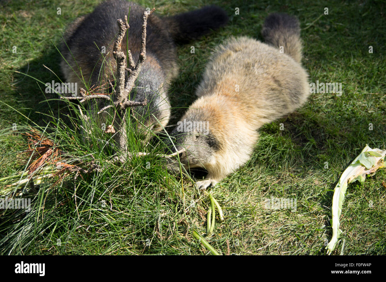 Portrait de la marmotte de l'isolé tandis que les bâillements, marmotte, marmotte des Alpes italiennes Banque D'Images