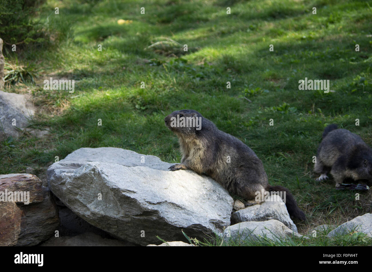 Portrait de la marmotte de l'isolé tandis que les bâillements, marmotte, marmotte des Alpes italiennes Banque D'Images