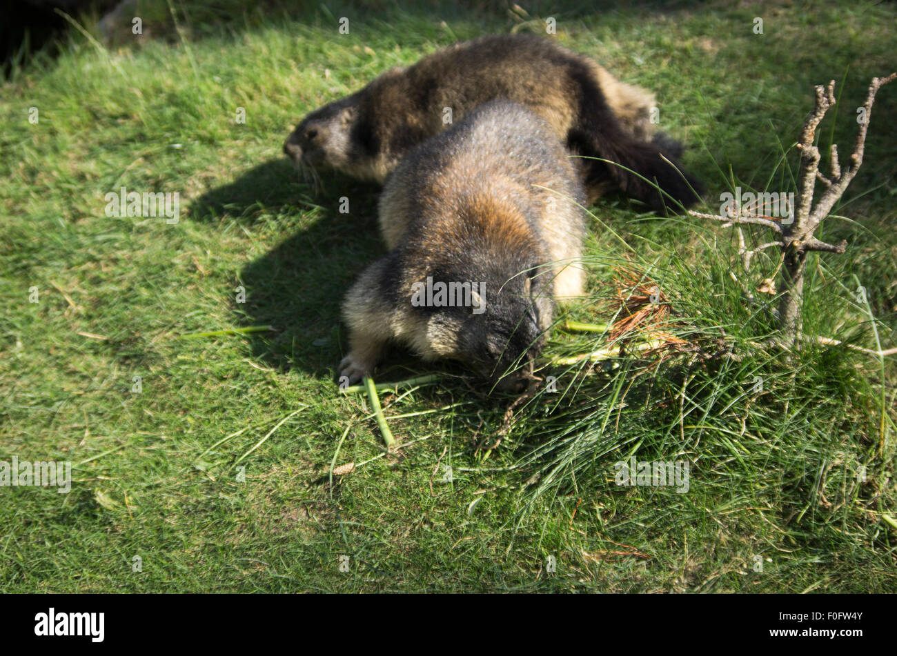 Portrait de la marmotte de l'isolé tandis que les bâillements, marmotte, marmotte des Alpes italiennes Banque D'Images