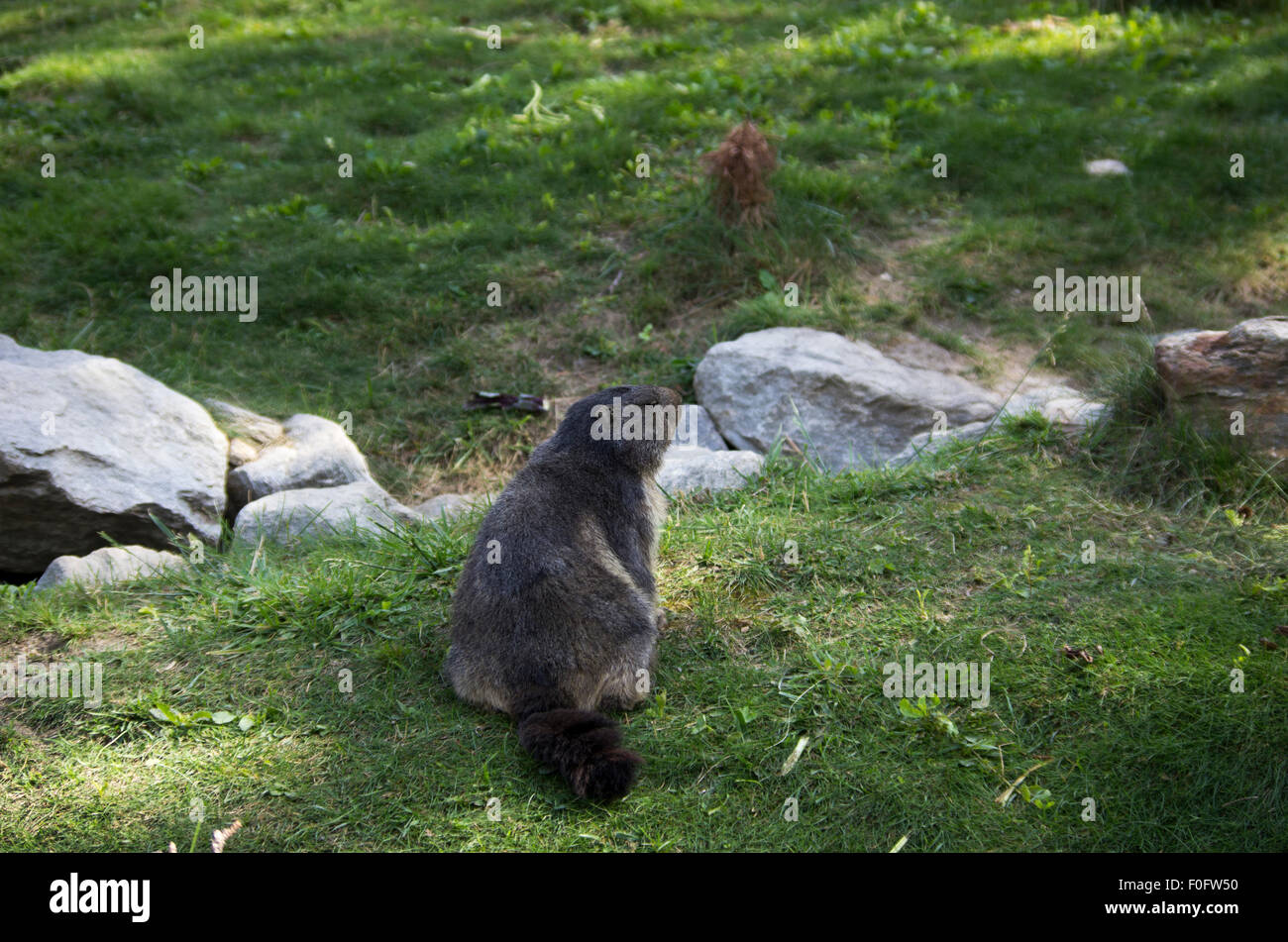 Portrait de la marmotte de l'isolé tandis que les bâillements, marmotte, marmotte des Alpes italiennes Banque D'Images