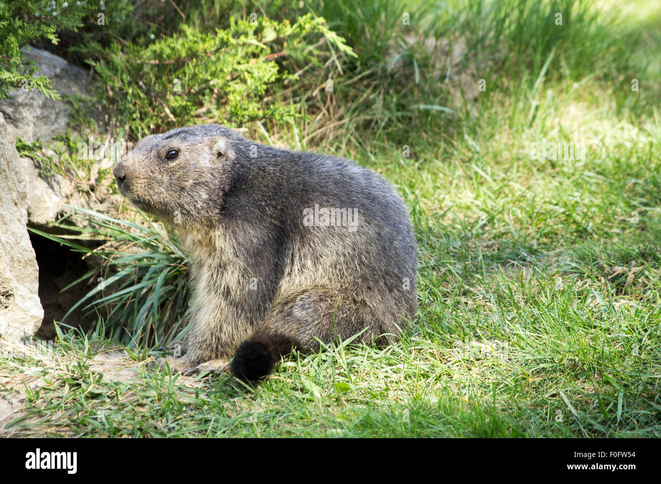 Portrait de la marmotte de l'isolé tandis que les bâillements, marmotte, marmotte des Alpes italiennes Banque D'Images
