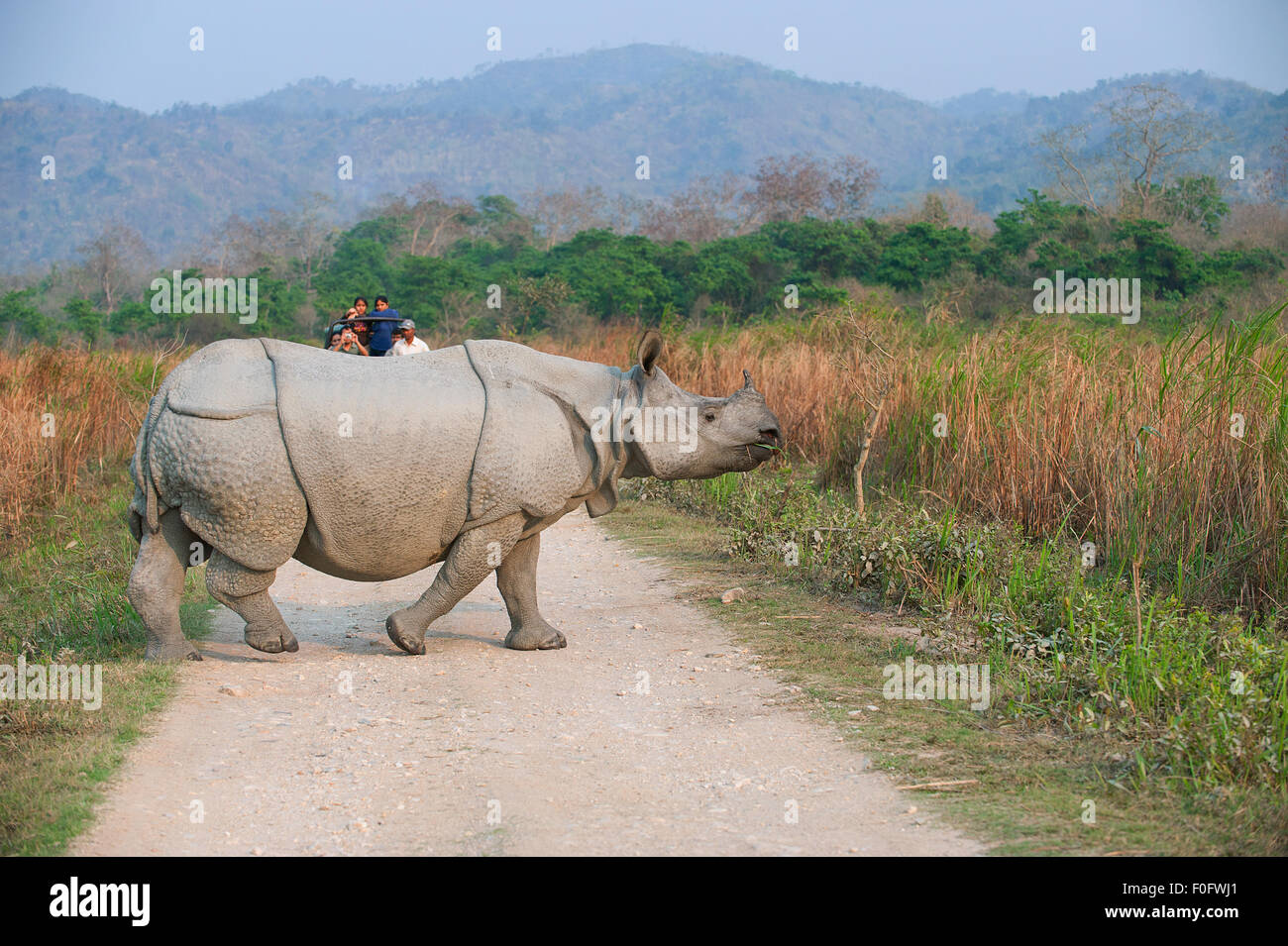 L'image a été tourné dans le parc national de Kaziranga en Inde Banque D'Images