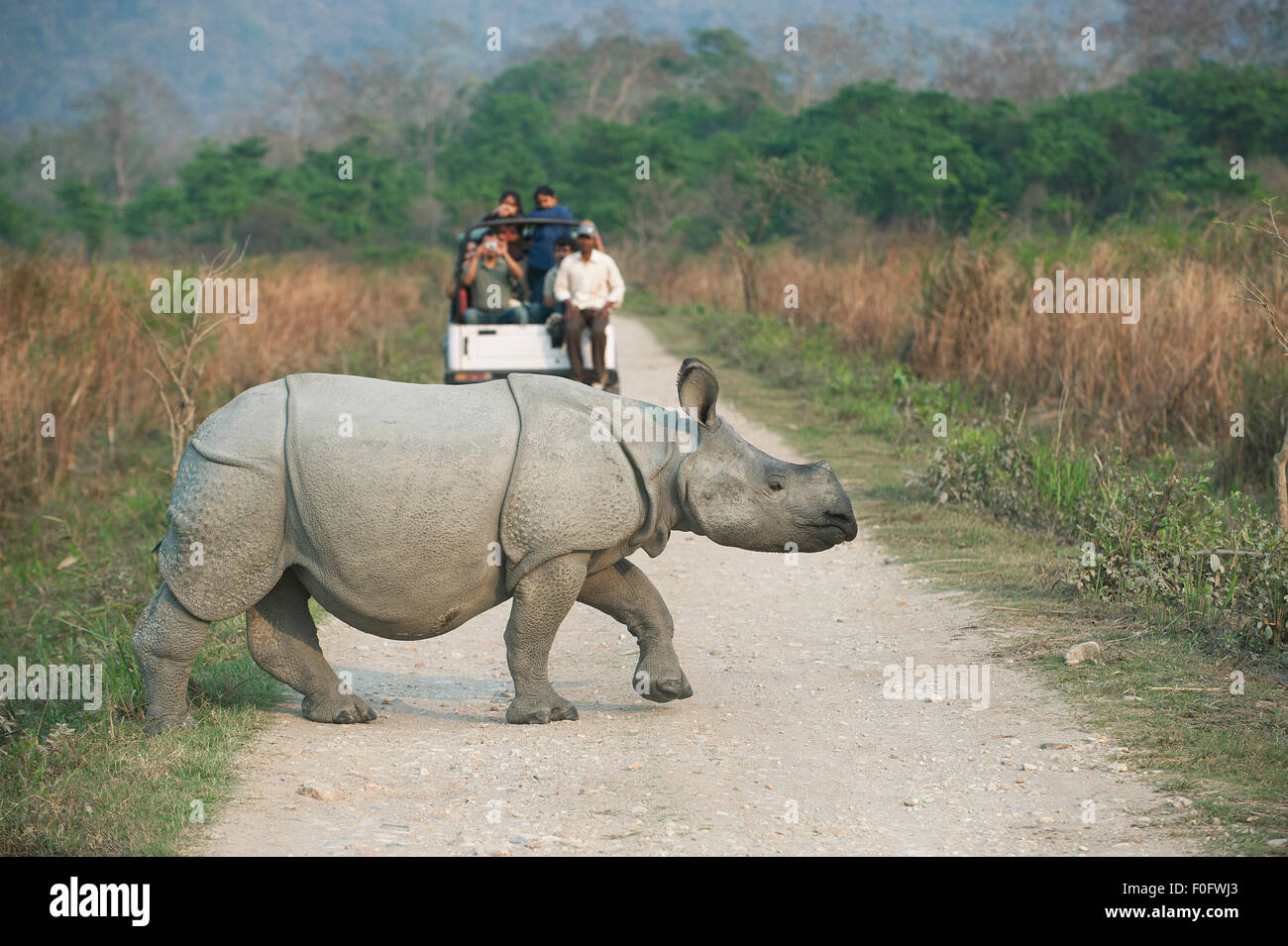 L'image a été tourné dans le parc national de Kaziranga en Inde Banque D'Images