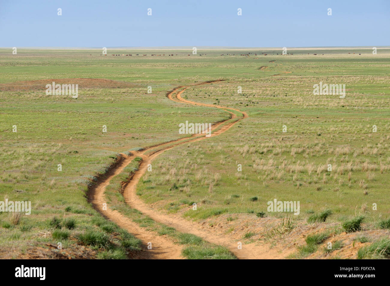 Une steppe road avec un troupeau de vaches dans la distance, Kalymia, Russie, mai 2009 Banque D'Images