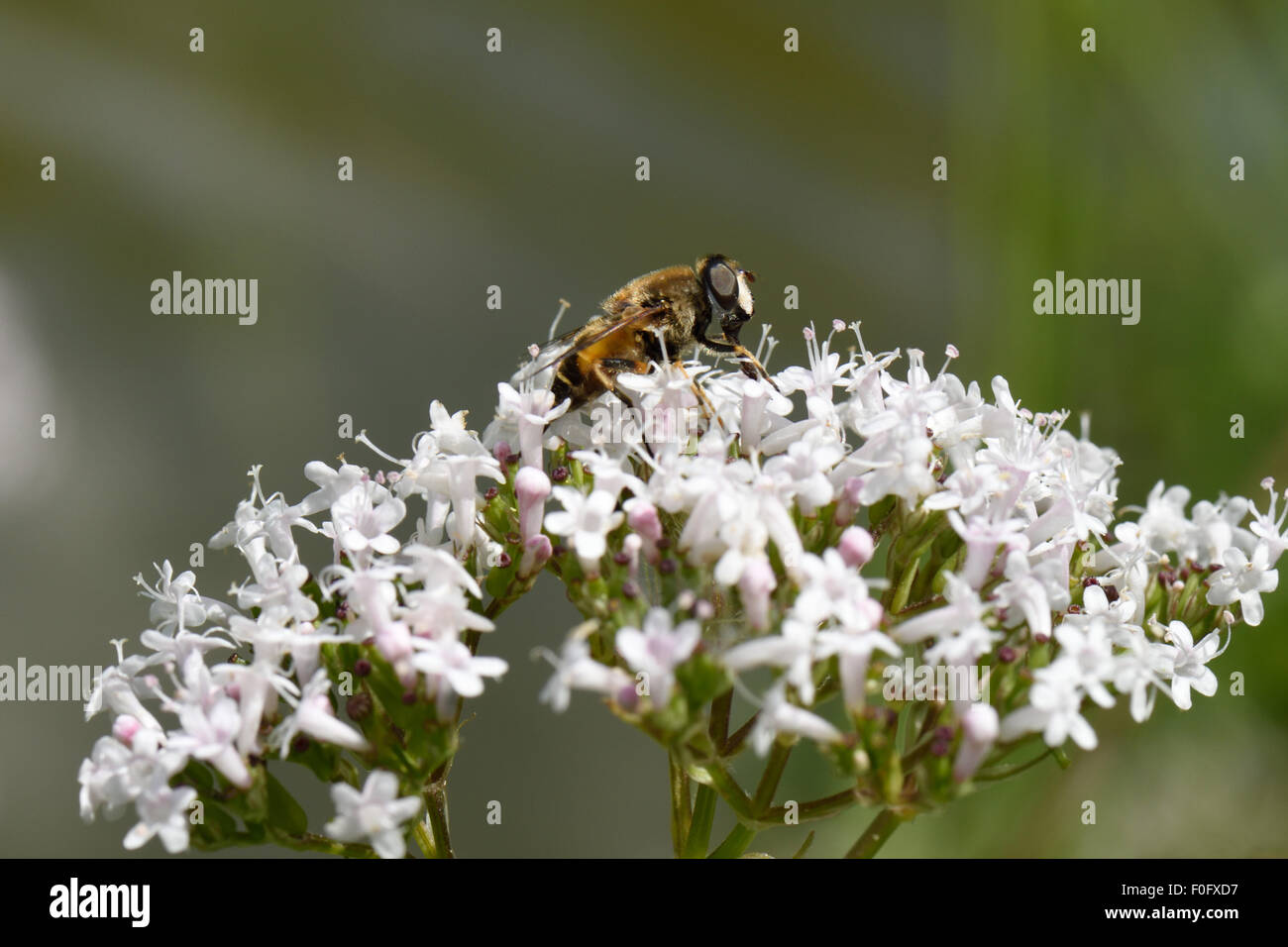 Un drone fly, Eristalis tenax, prédateurs adultes hover-fly se nourrit de la fleur de valériane, Berkshire, Juillet Banque D'Images