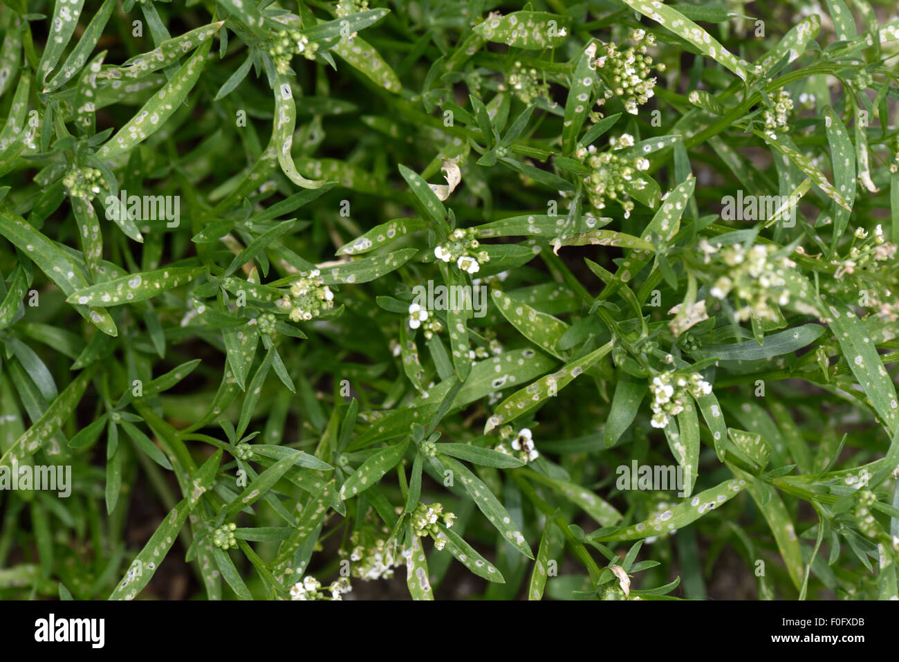 L'altise, Phyllotreta spp., les dommages causés par l'alimentation de la feuilles de patate douce alyssum une plante de jardin annuel, Berkshire, Juillet Banque D'Images