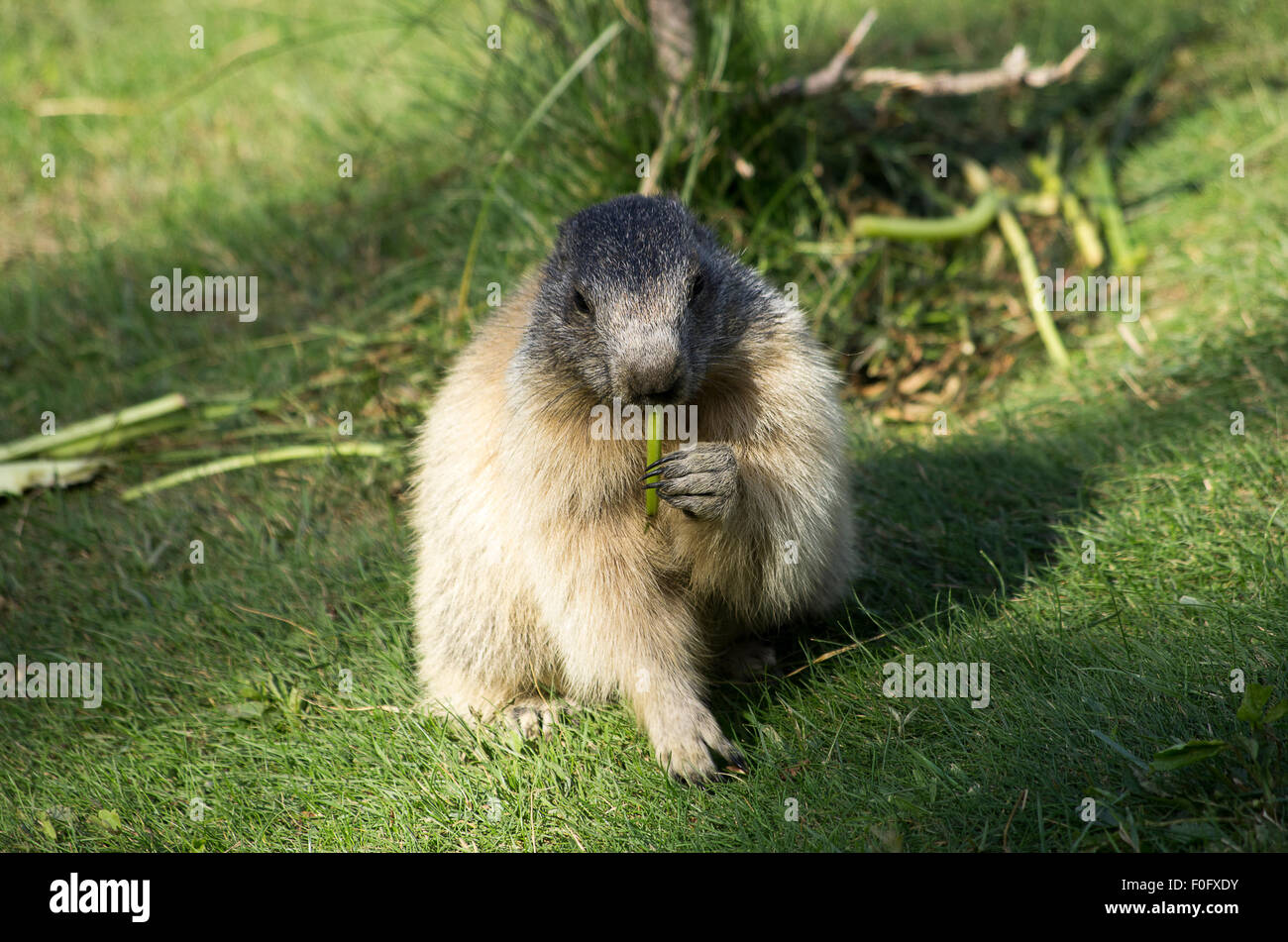 Portrait de la marmotte de l'isolé tandis que les bâillements, marmotte, marmotte des Alpes italiennes Banque D'Images