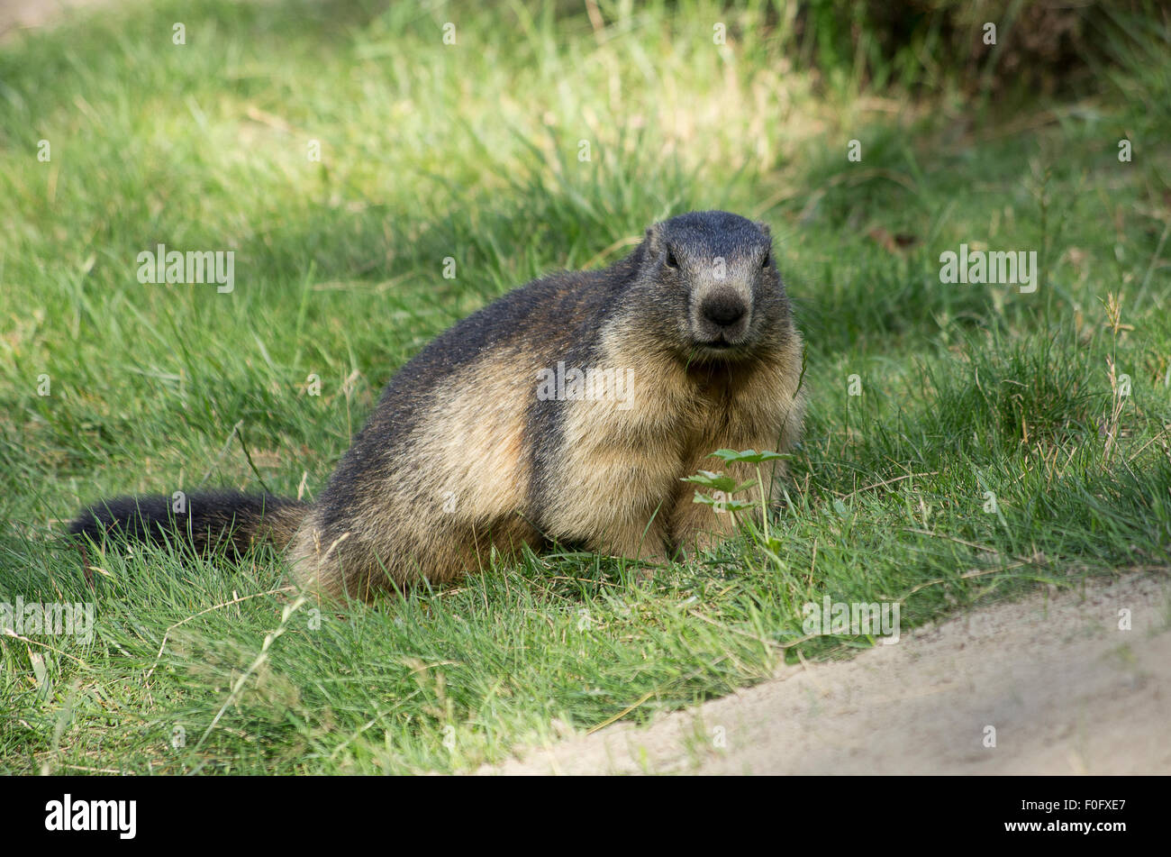 Portrait de la marmotte de l'isolé tandis que les bâillements, marmotte, marmotte des Alpes italiennes Banque D'Images
