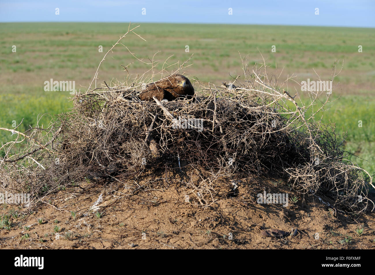 L'aigle des steppes (Aquila nipalensis) sur son nid, Cherniye zemli (terre noire), Réserve naturelle de Kalmoukie, en Russie, en mai 2009 Banque D'Images
