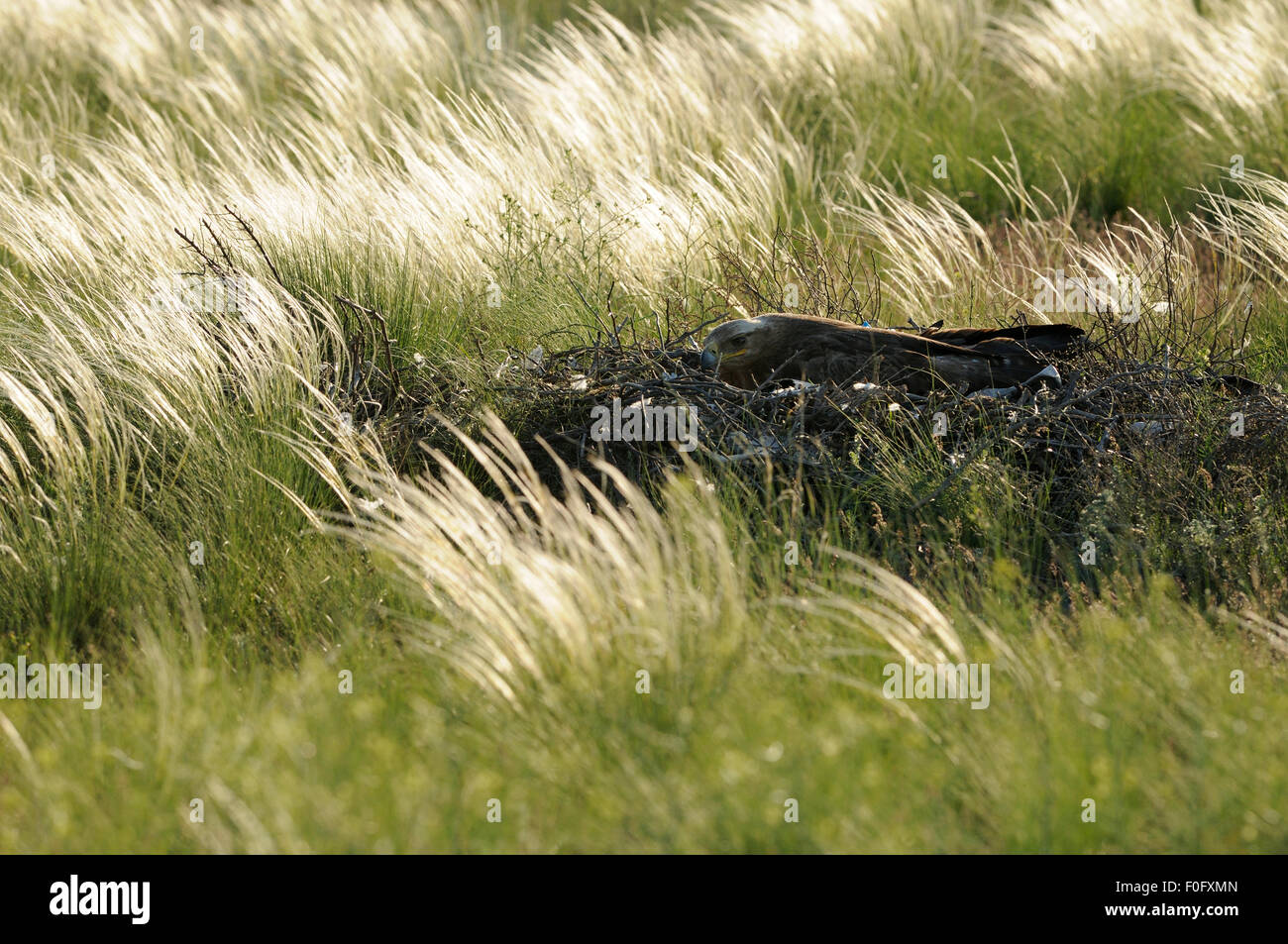 L'aigle des steppes (Aquila nipalensis) sur son nid, Cherniye zemli (terre noire), Réserve naturelle de Kalmoukie, en Russie, en mai 2009 Banque D'Images
