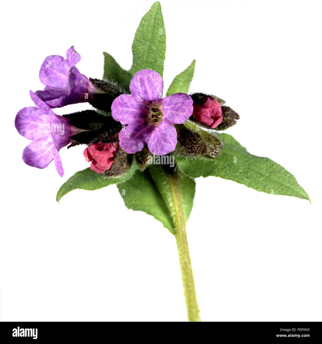 Lungenkraut ; Pulmonaria officinalis, ; Banque D'Images