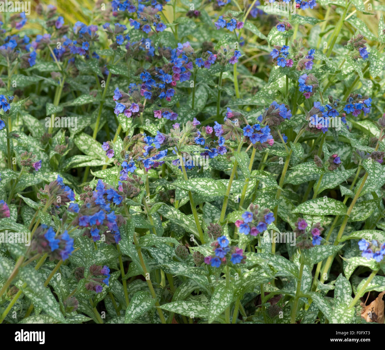 Lungenkraut ; Pulmonaria officinalis, ; Banque D'Images