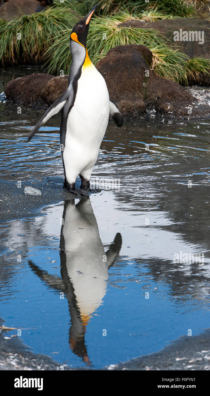 King penguin adultes dans la réflexion sur l'eau du port de l'or de la Géorgie du Sud Banque D'Images