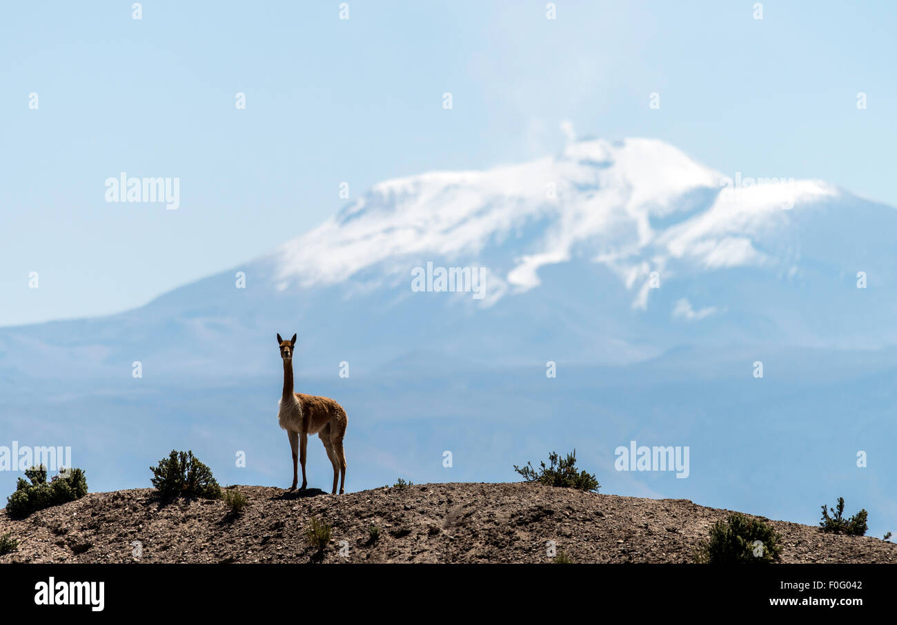 Vicunha avec montagnes en arrière-plan l'Amérique du Sud Bolivie Altiplano Boliviano Banque D'Images