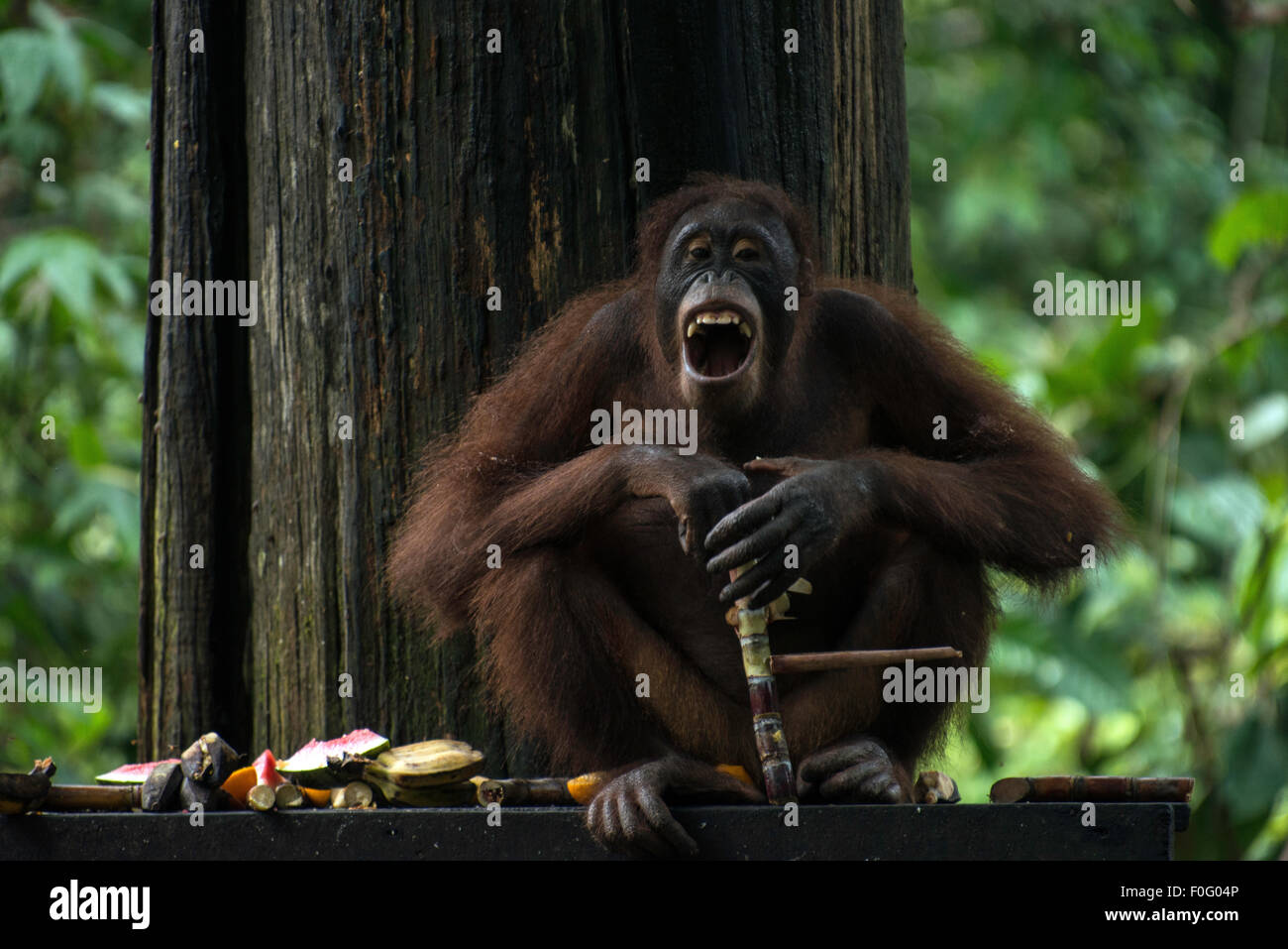Femelle adulte orang-outan riant Sanctuaire Sepilok Sandakan Sabah Malaisie Bornéo Banque D'Images