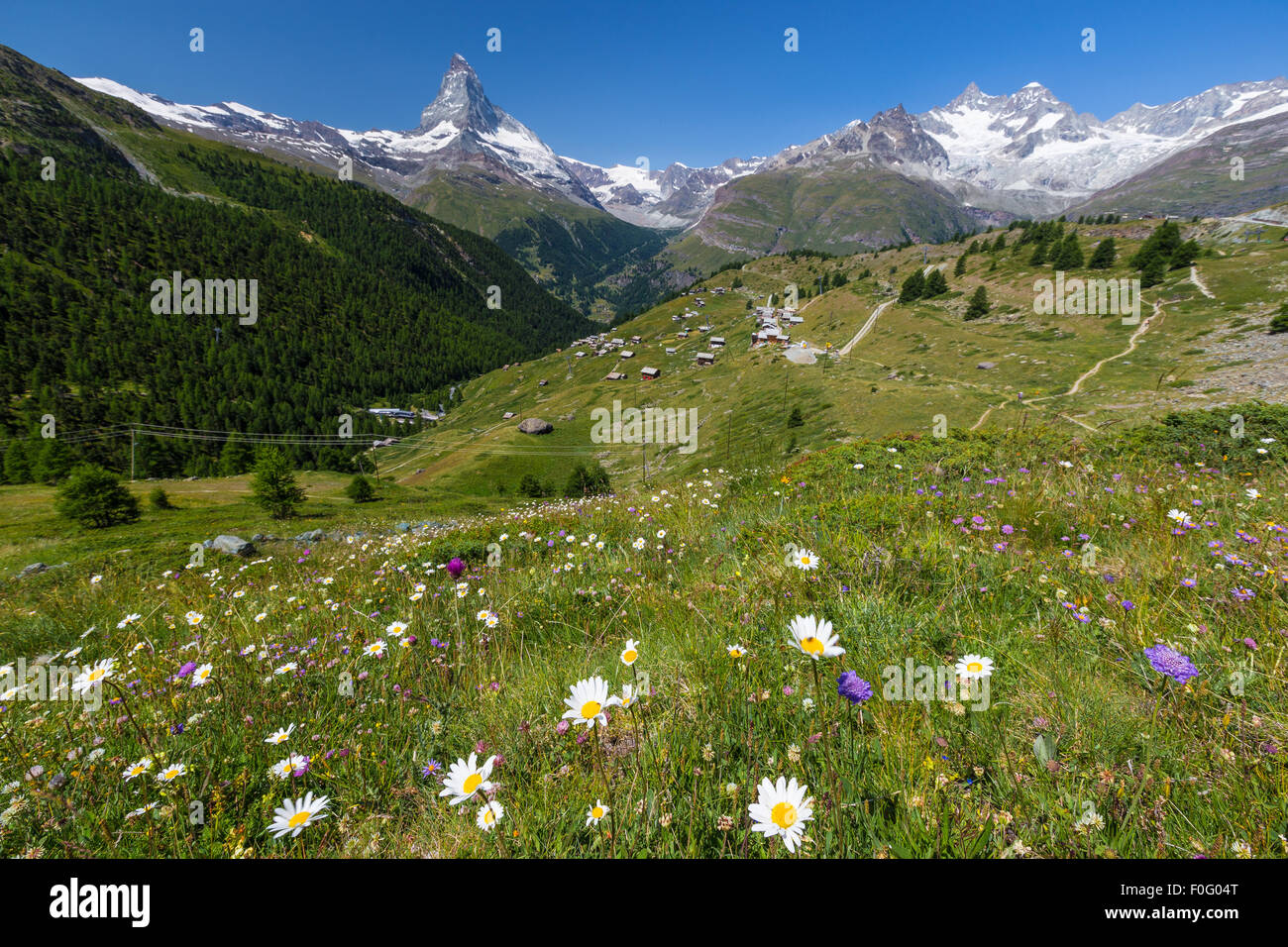 Paysage alpin des Alpes suisses ; près de Zermatt Matterhorn (Cervin) pic de montagne. Fleurs en prairie alpine, la saison d'été. La Suisse Banque D'Images