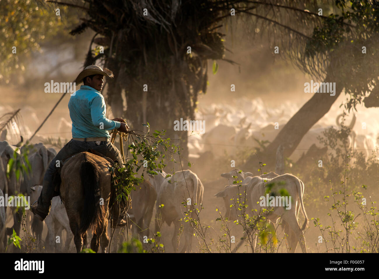 Cowboy brésilien sur le cheval à la tête d'un troupeau de vaches Transpantaneira road Pantanal Mato Grosso au Brésil Banque D'Images