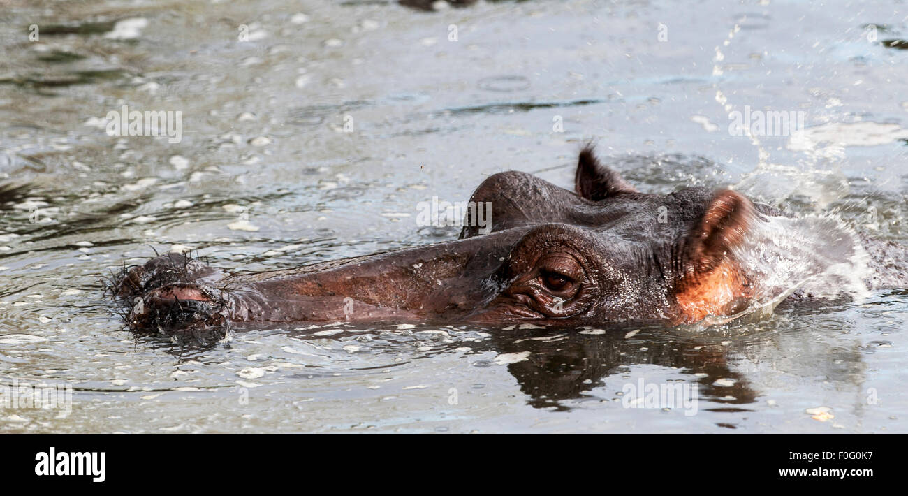 Portrait de l'hippopotame commun dans l'eau conservation Naboisho Mara Kenya Afrique Banque D'Images