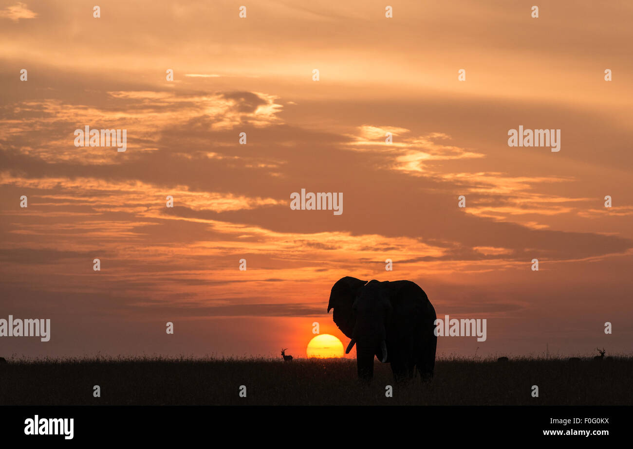L'éléphant d'adultes à l'aube du Nord Afrique Kenya Mara conservancy Banque D'Images