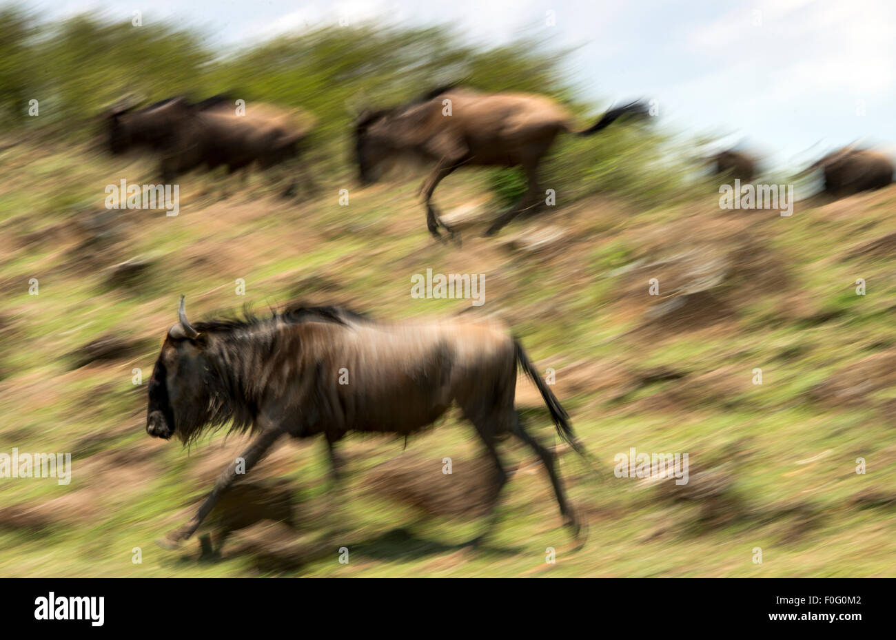 Bleu ou en cours d'exécution au cours de la migration des gnous commun dans Mara conservancy Naboisho Afrique Kenya Banque D'Images