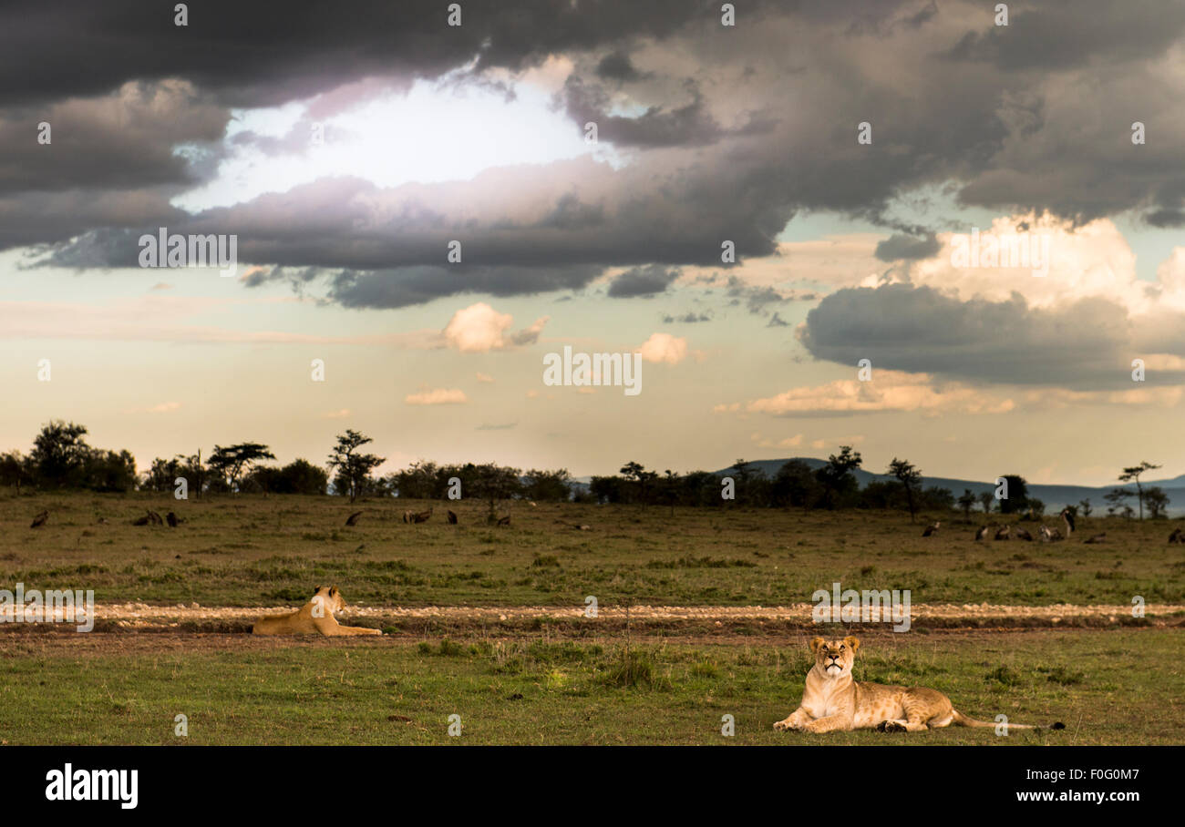 Les lions femelles adultes allongés sur l'herbe Mara conservancy Naboisho Afrique Kenya Banque D'Images