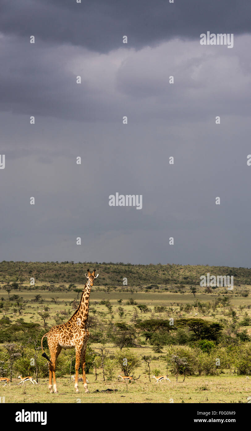 Girafe Masai adultes Naboisho conservancy Kenya Afrique Banque D'Images