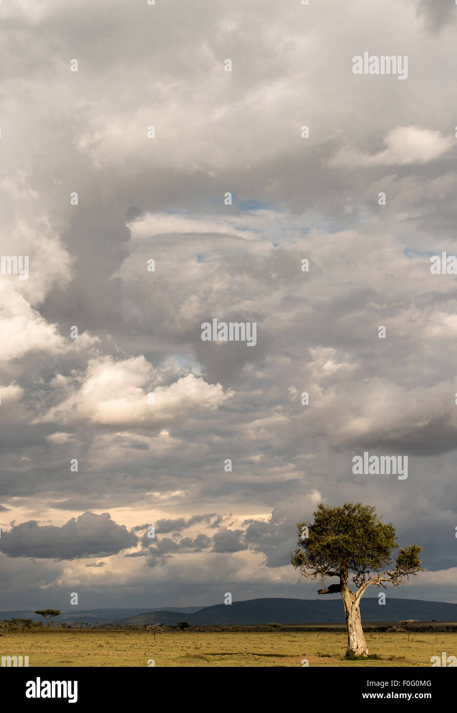 Ciel d'orage et arbre Mara Conservancy Naboisho Afrique Kenya Banque D'Images