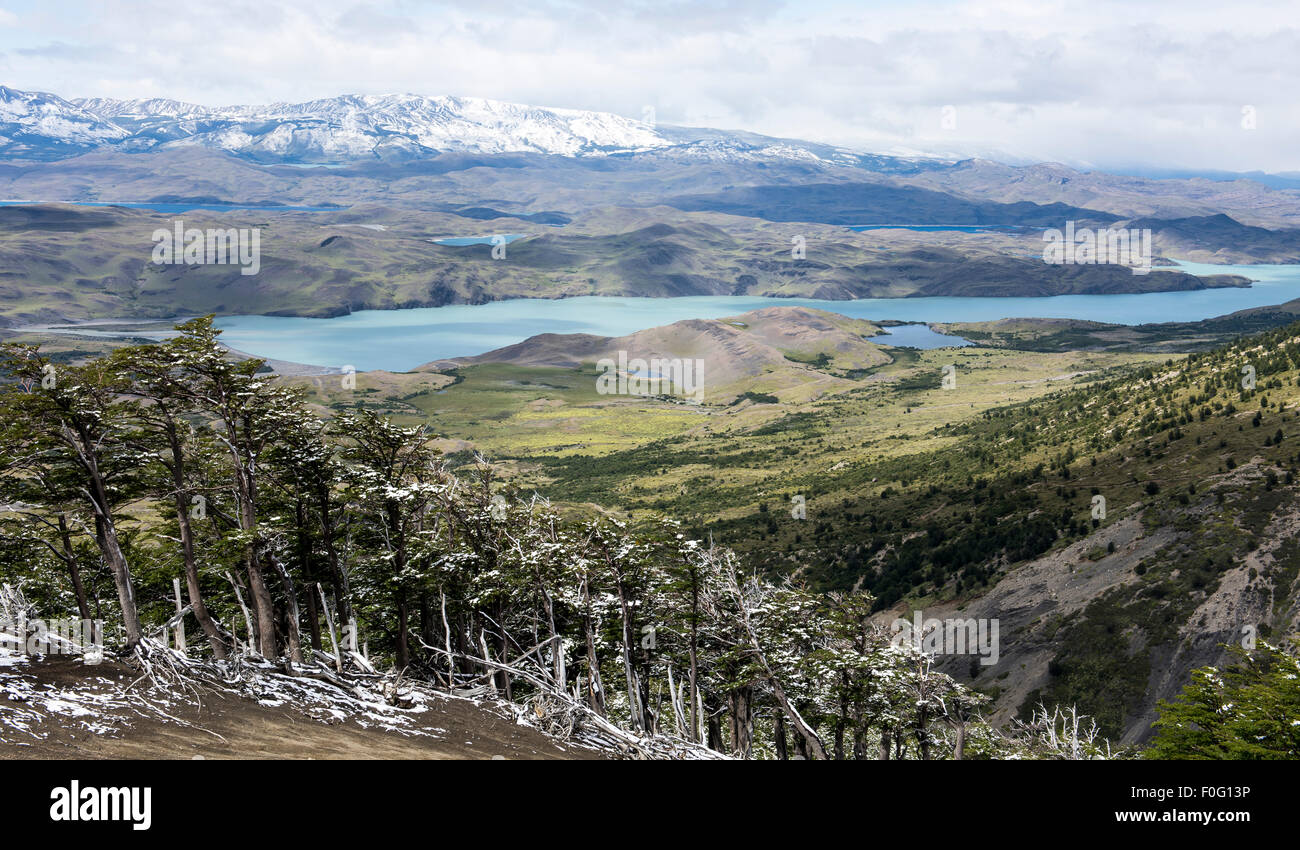 Les arbres de la Forêt avec lac Sarmiento dans l'arrière-plan Parc National Torres del Paine Patagonie Chilienne Chili Banque D'Images