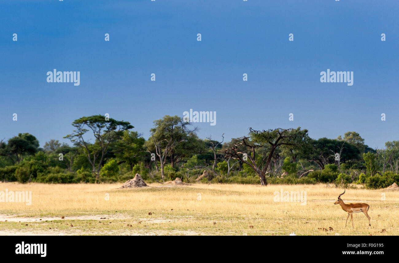 Mâle adulte Solo impala Parc national de Hwange au Zimbabwe Afrique Banque D'Images