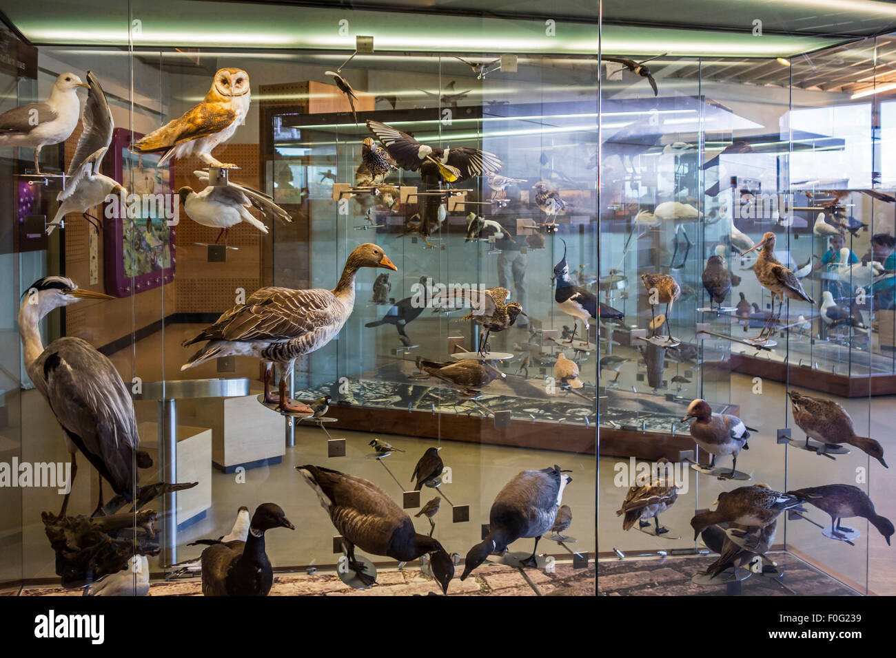 Les oiseaux d'Europe en peluche sur l'affichage à l'Ecomare, centre de la nature et de la vie marine sur Texel, Pays-Bas Banque D'Images
