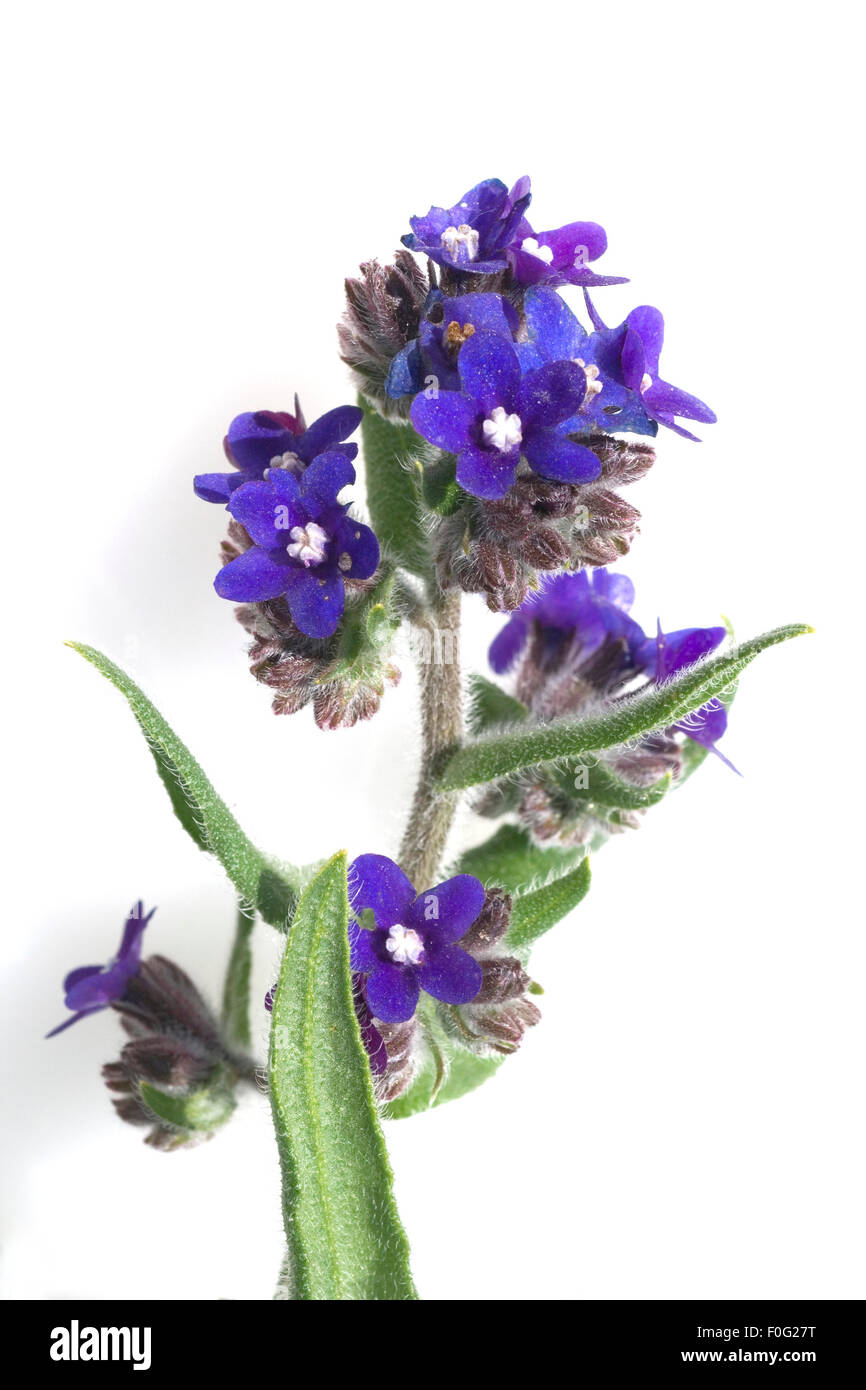 Azurblaue Ochsenzunge ; Ochsenzunge ; Anchusa azurea Banque D'Images