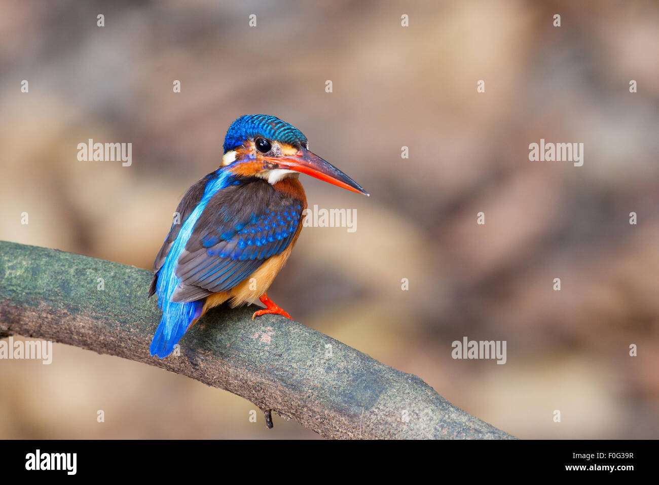 Blue-eared kingfisher(Femme) sur une branche. Banque D'Images