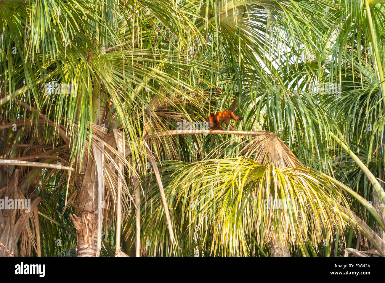 Singe hurleur rouge escalade dans les palmiers et forêt amazonienne dans la région de la rivière Tambopata, au Pérou, en Amérique du Sud Banque D'Images