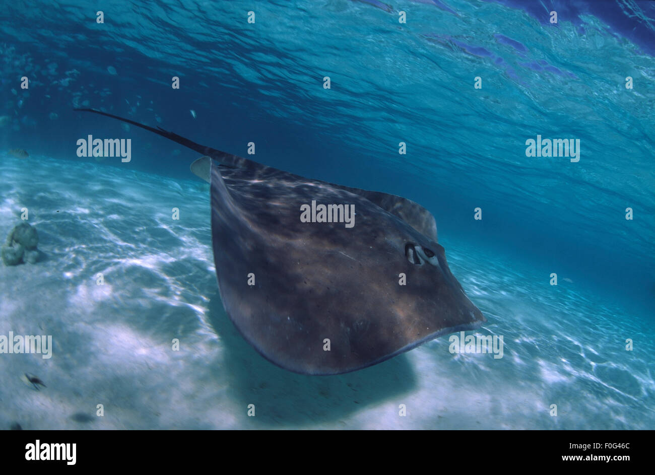 STINGRAY GRIS BLEU PISCINE SUR L'EAU AUTOUR DE L'ÉCOLE DE POISSONS Banque D'Images