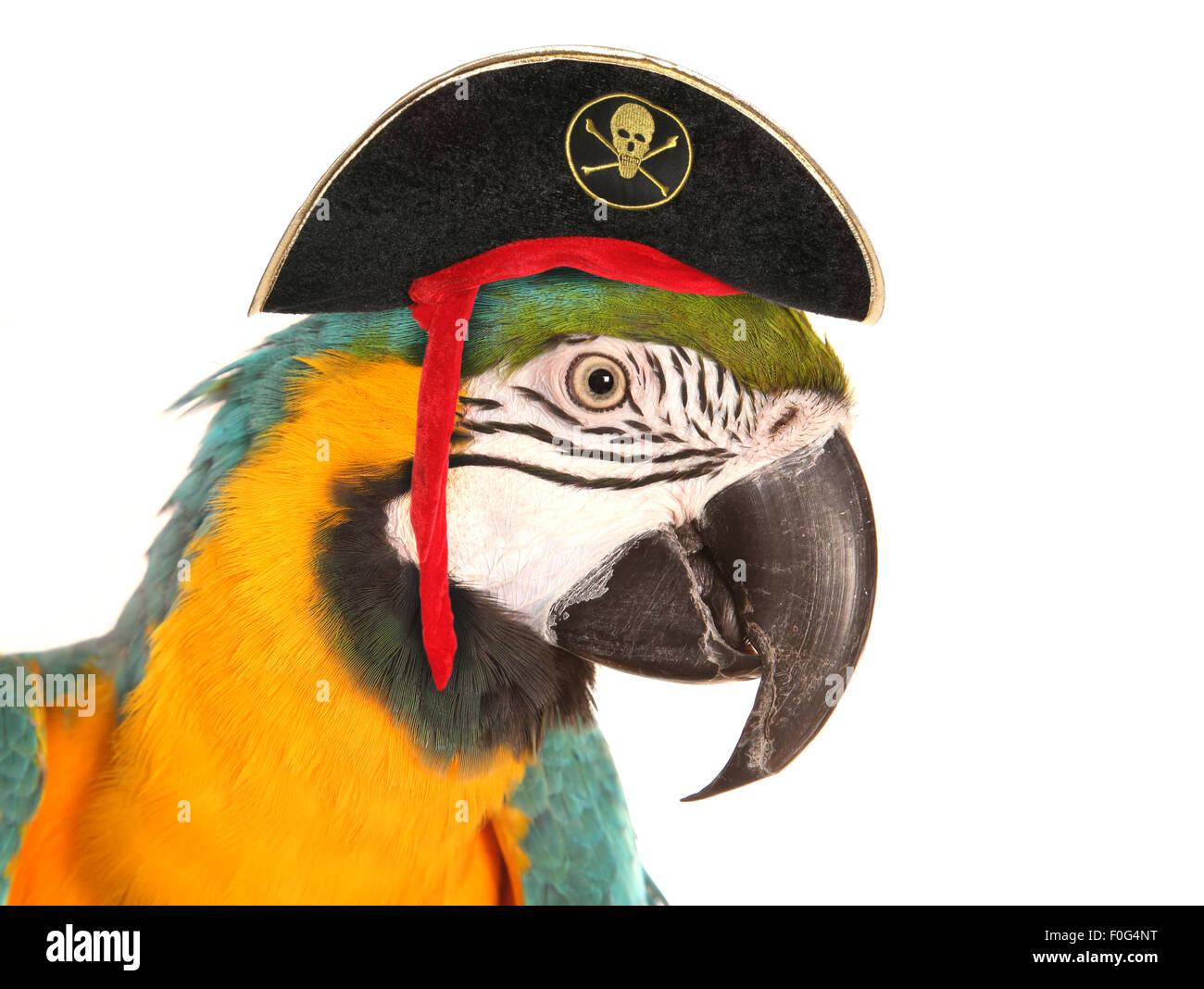 Macaw parrot découpe studio pirate Banque D'Images