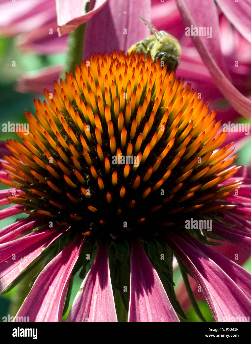 Roter Sonnenhut, Echinacea purpurea,, Wurzel, Sonnenhutwurzel Banque D'Images