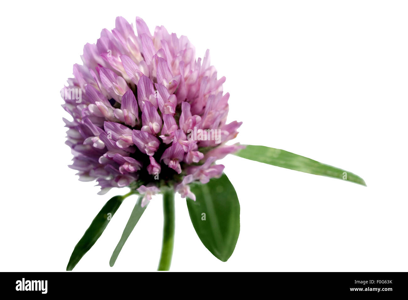 Rotklee, Trifolium pratense, Banque D'Images