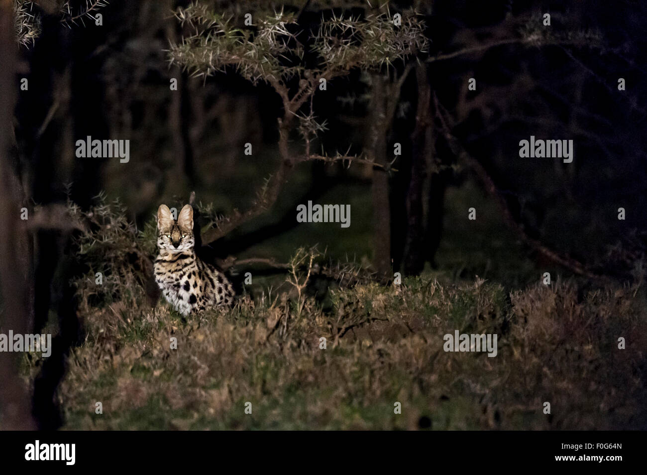 Nuit à cat Serval Naboisho Mara conservancy Afrique Kenya Banque D'Images