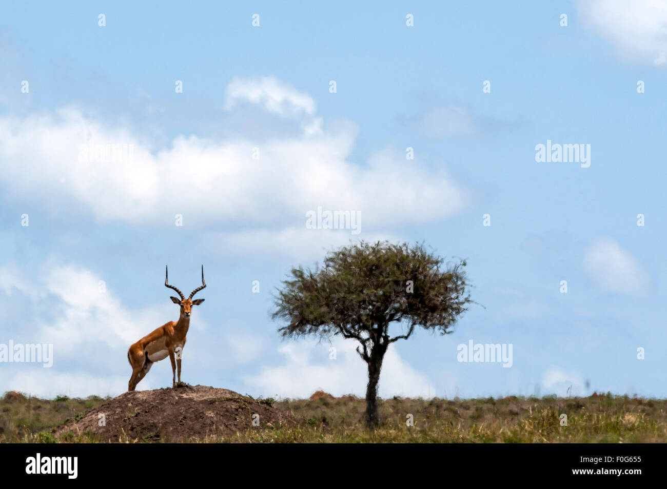 Impala mâles adultes sur lookout Olare Orok conservancy Afrique Kenya Banque D'Images