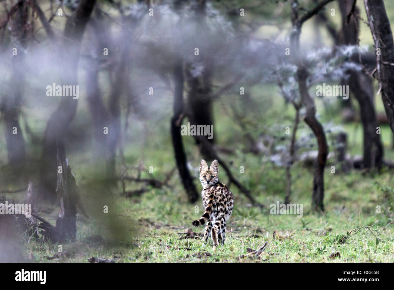 Portrait de serval cat Mara conservancy Naboisho Afrique Kenya Banque D'Images