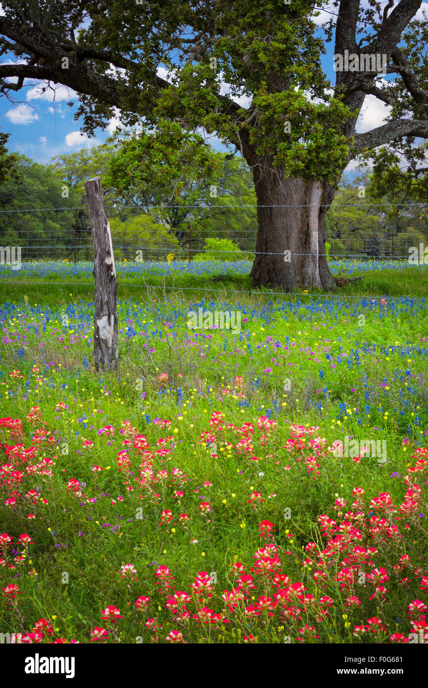 Le Texas Hill Country est un vingt-cinq comtés du Texas Central et Sud du Texas Banque D'Images