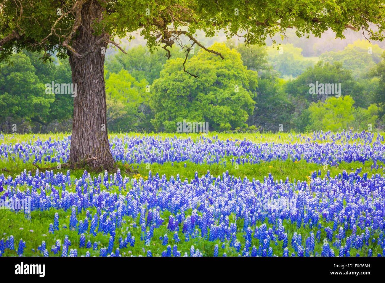 Bluebonnet champ sous un chêne près de Llano, Texas Banque D'Images