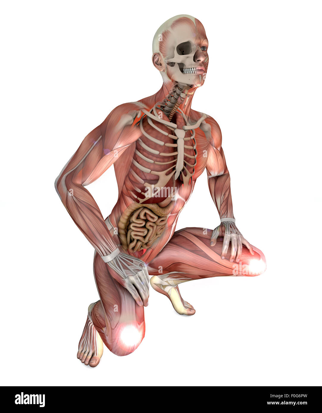 Illustration du corps de l'homme avec les muscles du squelette et des organes isolé sur fond blanc Banque D'Images