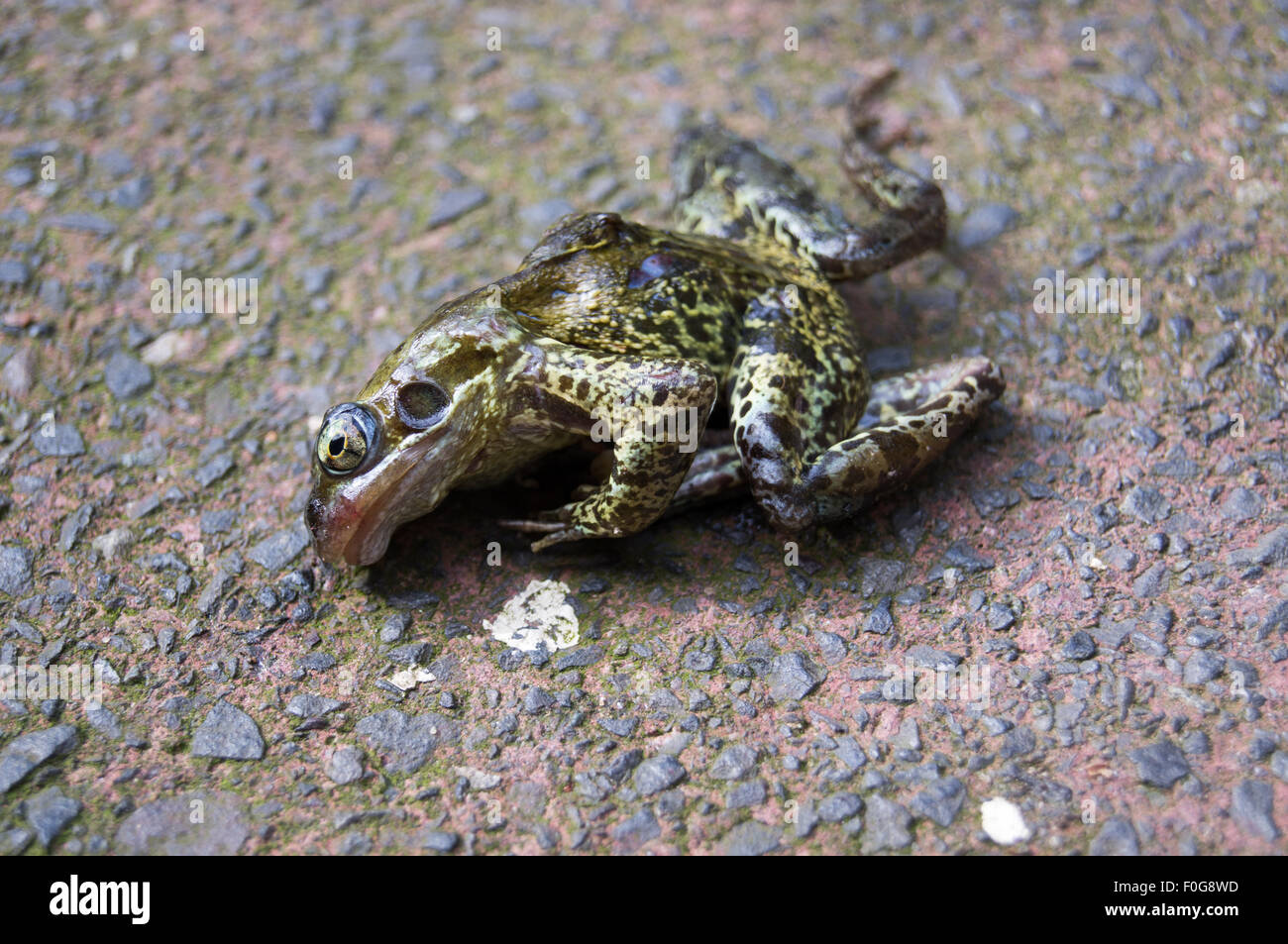 European common frog Rana temporaria morts sur une allée en béton Banque D'Images
