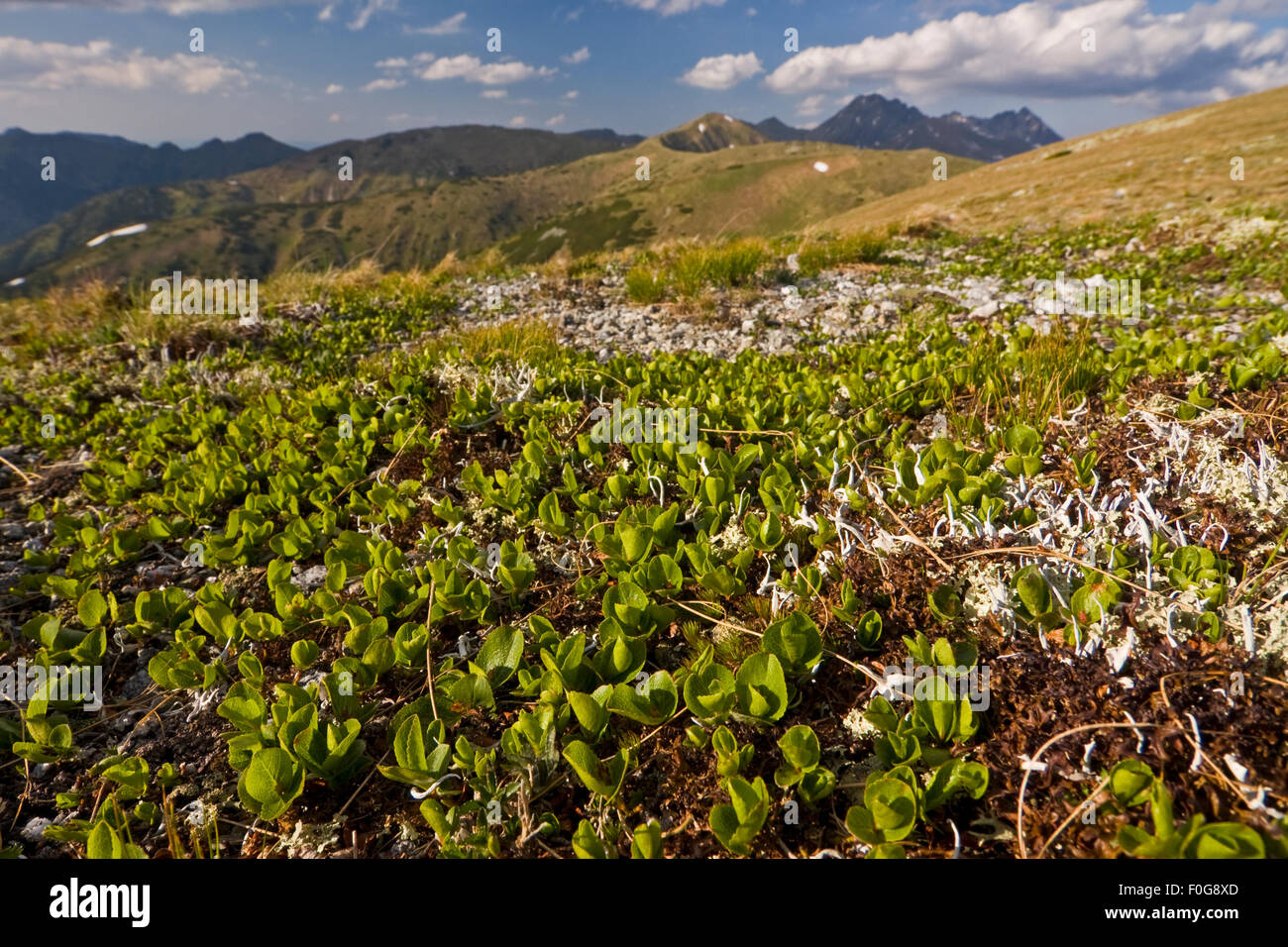 Mat de saule nain (Salix herbacea) treees selle dans les Tatras Occidentales, kopi Haute-sa, Carpates, Slovaquie, Juin 2009 Banque D'Images